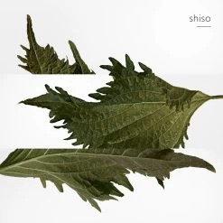 Hermès HERMÈS PARFUM 12 Hermès HERMÈS PARFUM -Mode Kosmetikgeschäft 7cc96a46e61e4d36a6059004aa951250