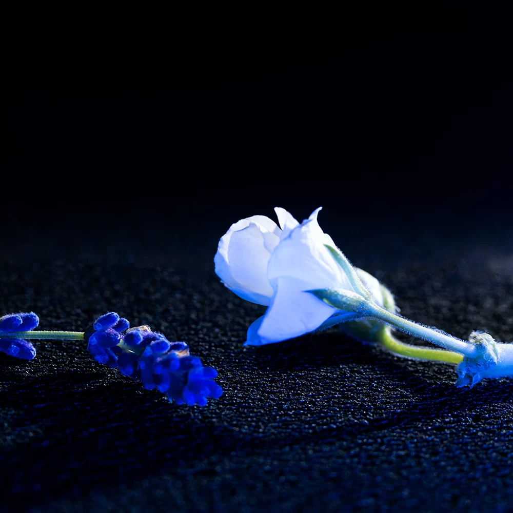 Yves Saint Laurent Eau De Toilette (EdT) 2 Yves Saint Laurent Eau De Toilette (EdT) – Bild 2